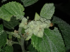 Sida cordifolia