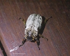 Dermolepida albohirtum