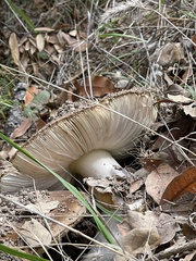 Amanita calyptratoides
