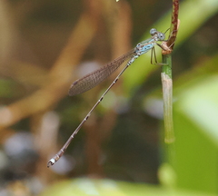 Indolestes tenuissimus