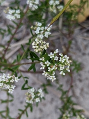 Platysace ericoides