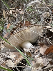 Amanita calyptratoides