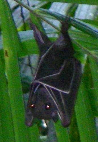 Lesser Bare-backed Fruit Bat
