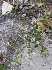 Platysace ericoides