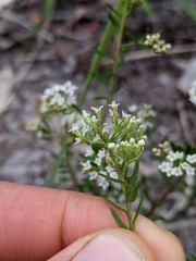 Platysace ericoides