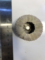 Echinometra vanbrunti