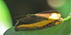 Eurytela dryope angulata