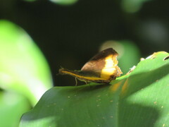 Eurytela dryope angulata