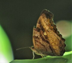 Eurytela dryope angulata