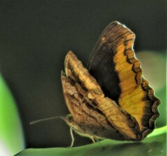 Eurytela dryope angulata
