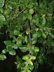 Pisonia aculeata