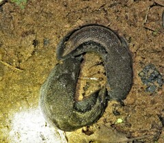 Urocyclus kirkii