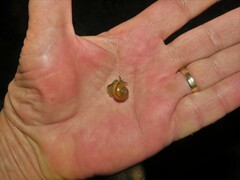 Kerkophorus vitalis