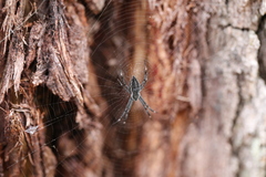 Argiope ocyaloides