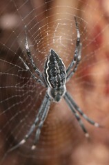 Argiope ocyaloides