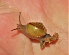 Kerkophorus vitalis
