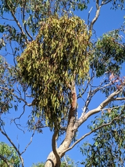 Amyema miquelii