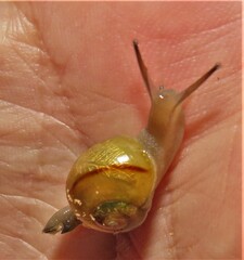 Kerkophorus vitalis