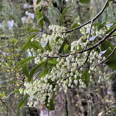 Elaeocarpus hookerianus
