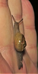 Kerkophorus vitalis