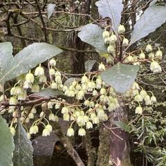 Elaeocarpus hookerianus