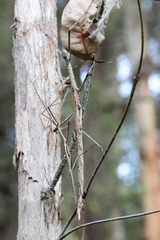 Anchiale austrotessulata