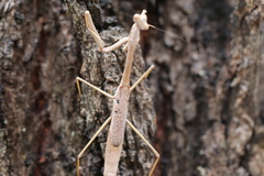 Archimantis latistyla