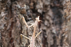 Archimantis latistyla