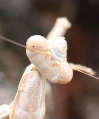 Archimantis latistyla