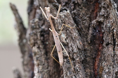 Archimantis latistyla