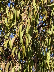 Amyema miquelii