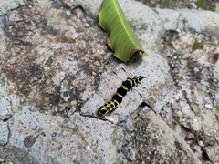 Tinolius eburneigutta