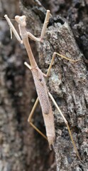Archimantis latistyla