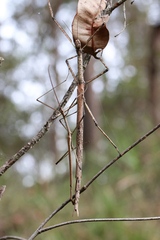 Anchiale austrotessulata