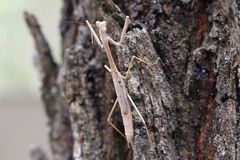 Archimantis latistyla