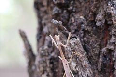 Archimantis latistyla