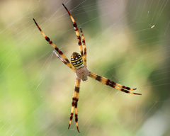 Argiope picta