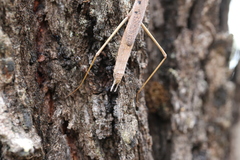 Archimantis latistyla