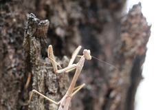 Archimantis latistyla