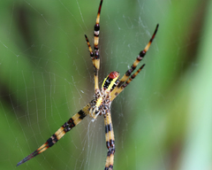 Argiope picta