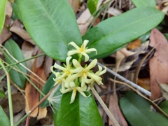 Parsonsia rotata