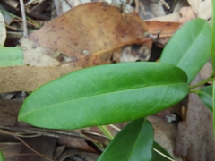 Parsonsia rotata
