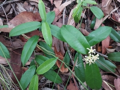 Parsonsia rotata