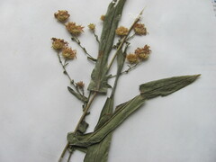 Symphyotrichum laeve laeve
