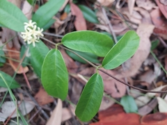 Parsonsia rotata