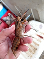 Cherax quadricarinatus