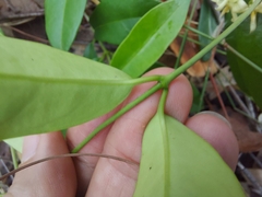 Parsonsia rotata