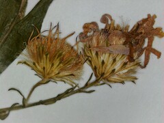 Symphyotrichum laeve laeve