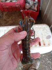 Cherax quadricarinatus