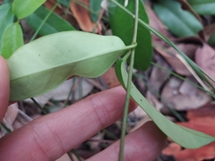 Parsonsia rotata